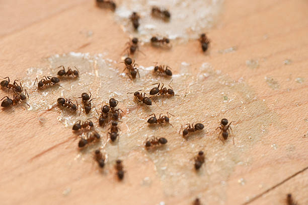 Best Best Pest Control Companies  in University Of Virginia, VA